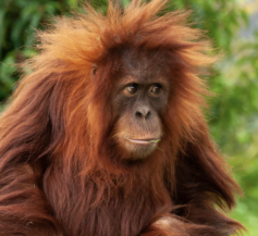 CL WERNER FOUNDATION GIFT HELPS CREATE A LANDMARK EXHIBIT FOR OMAHA ZOO’S ORANGUTANS